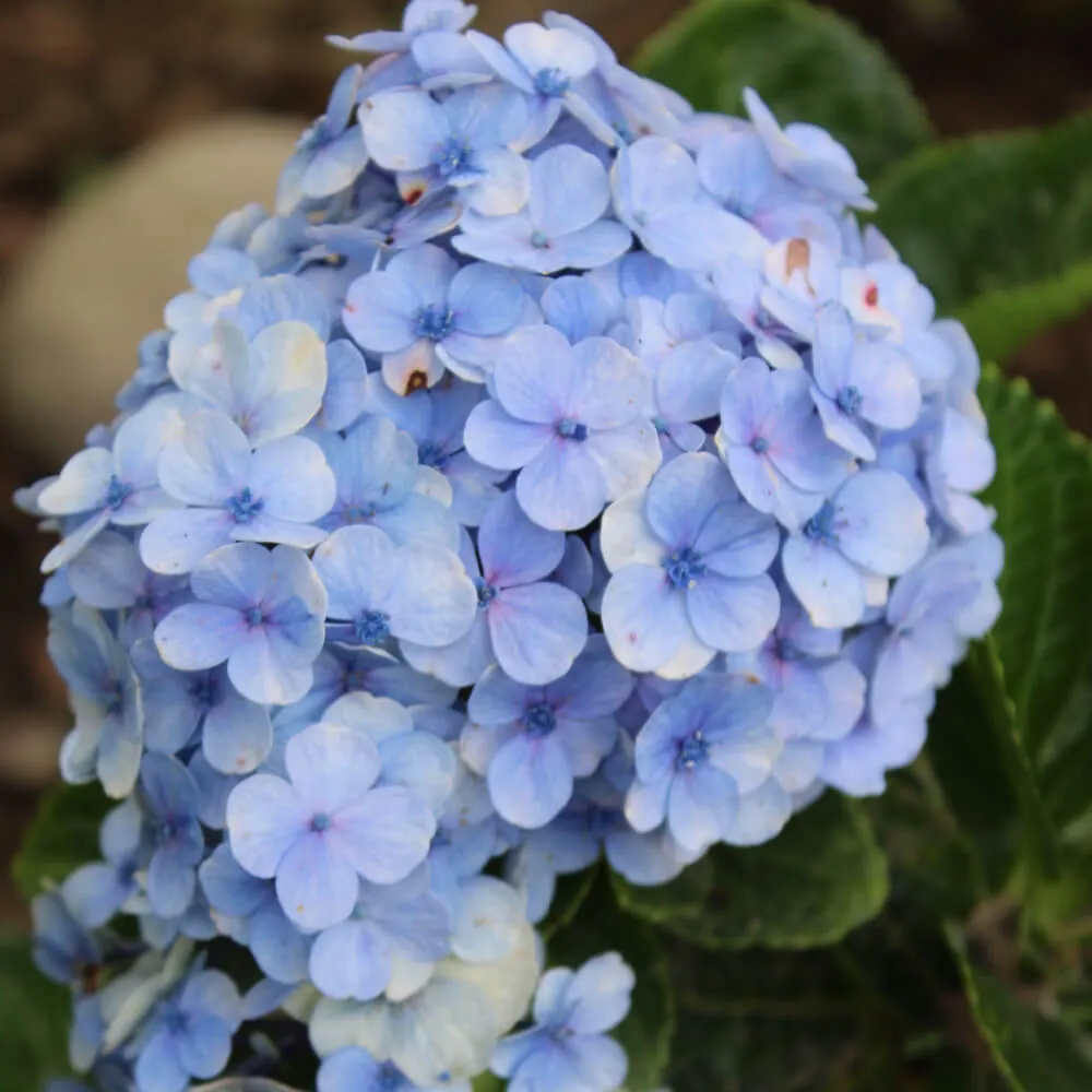 Blue Heaven Hydrangea