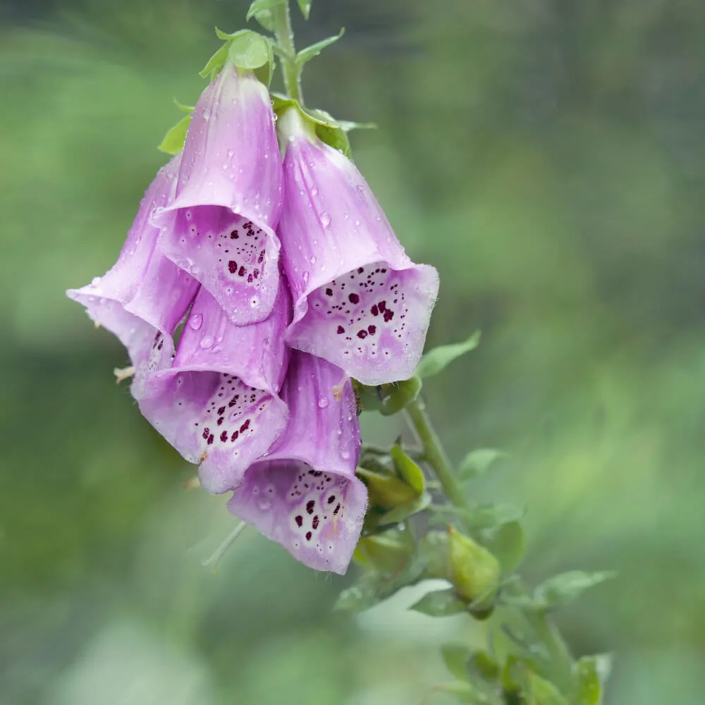 Lavender Digitalis ‘Camelot Lavender’