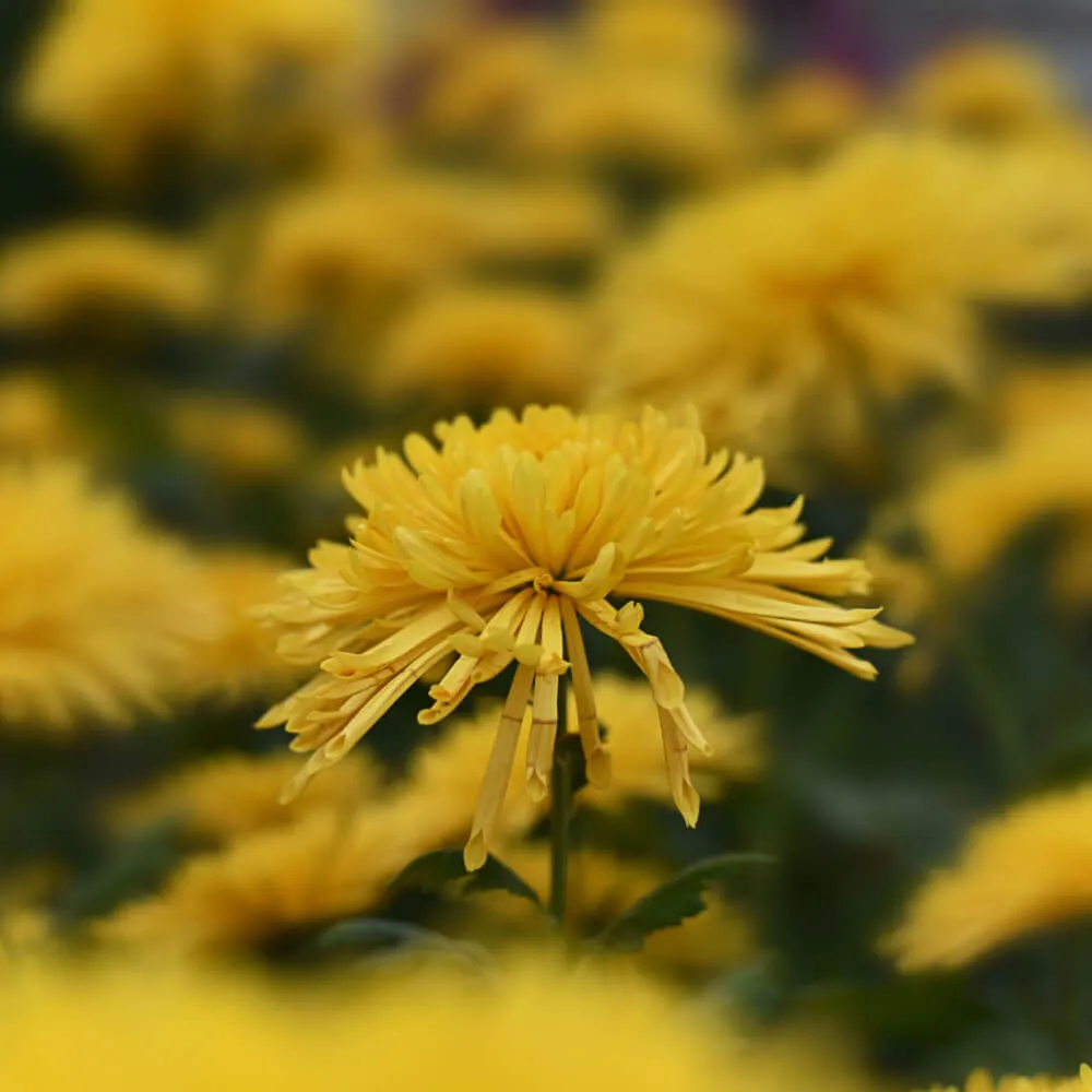 Gold Star Perennial Mum
