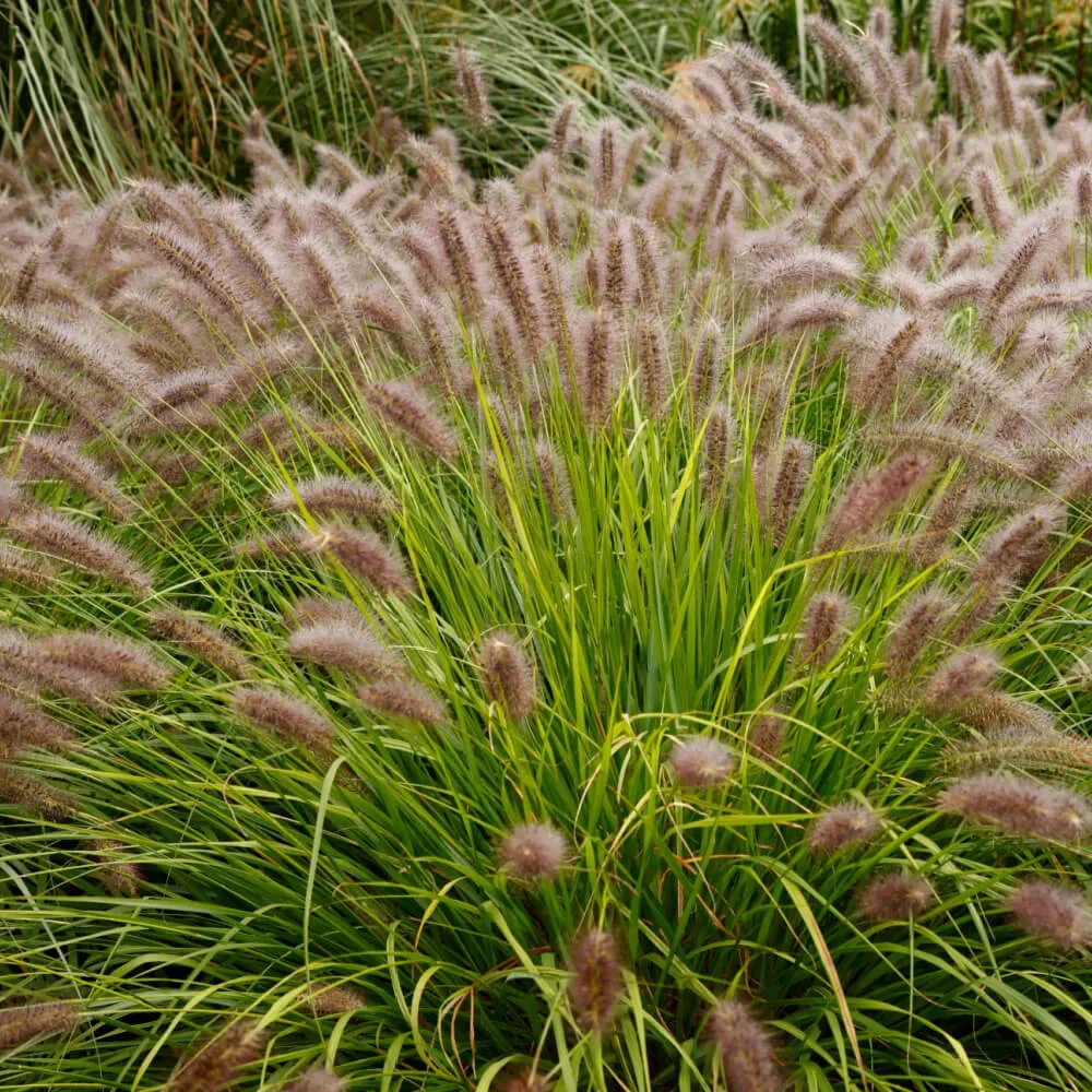 Desert Plains Fountain Grass