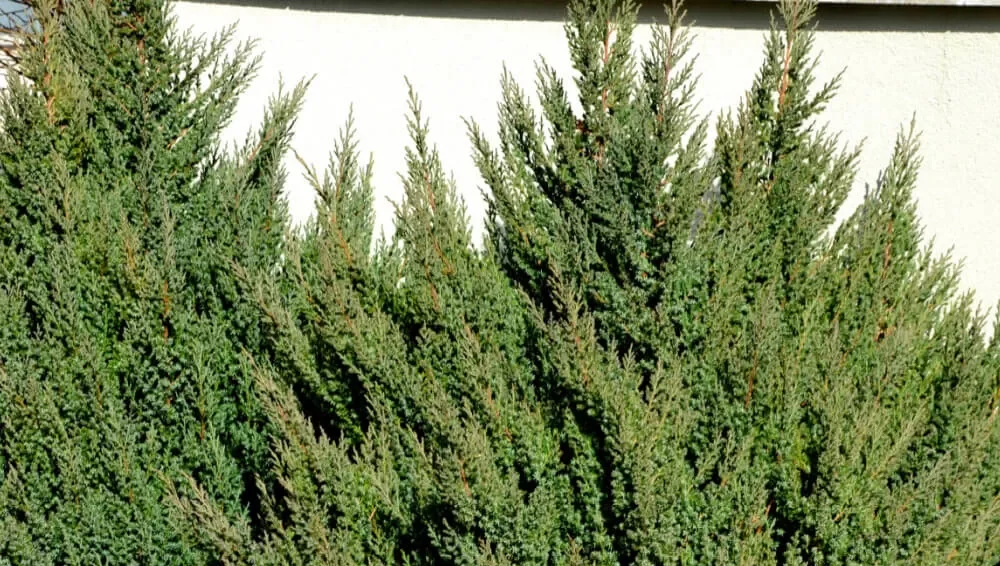 blue_shrubs_idyllwild_juniper_juniperus_idyllwild_plant_by_number