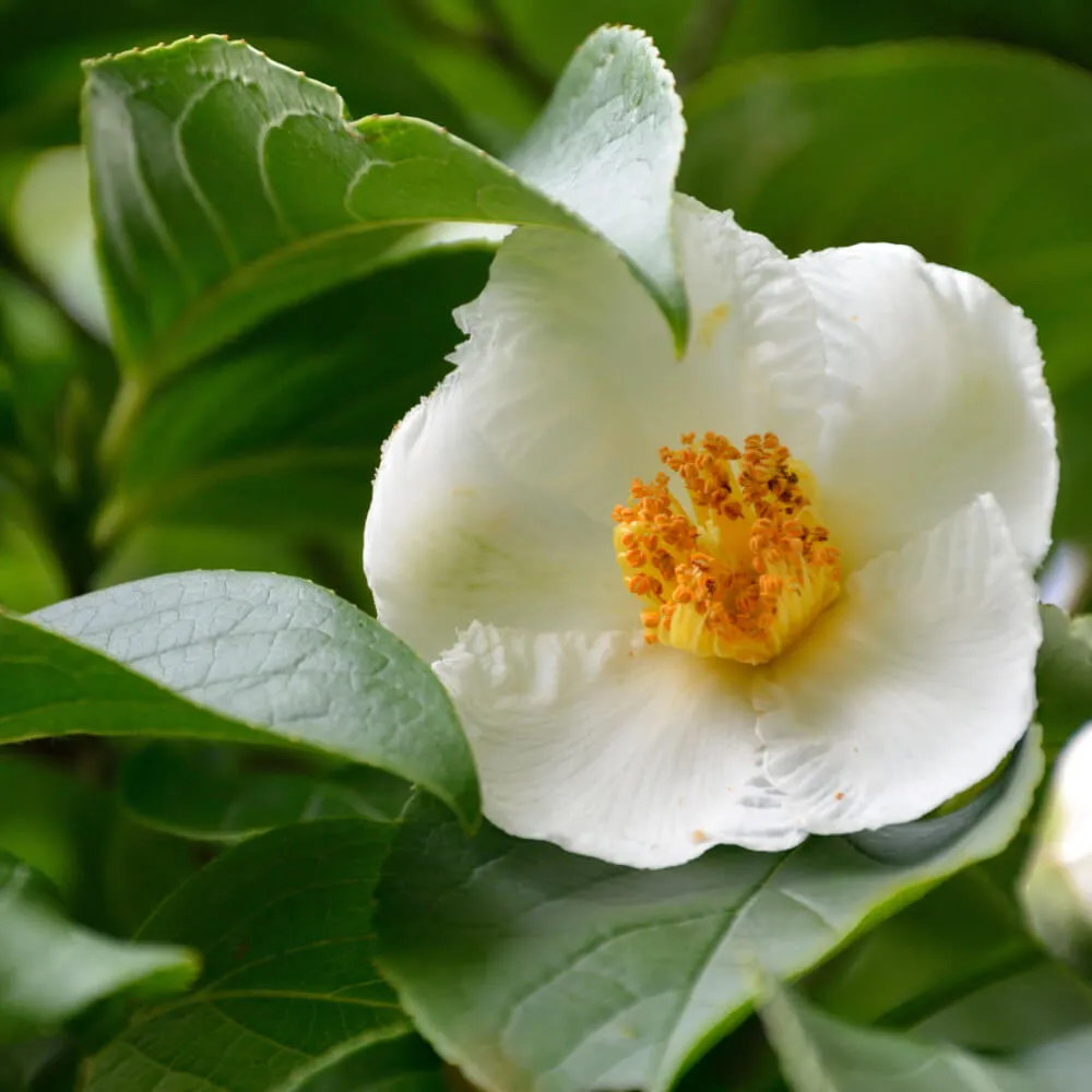 Japanese Stewartia