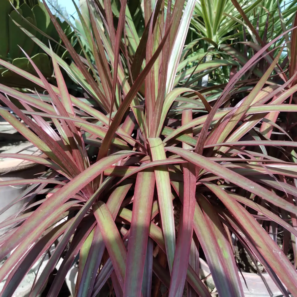 Princess Molly Pennisetum
