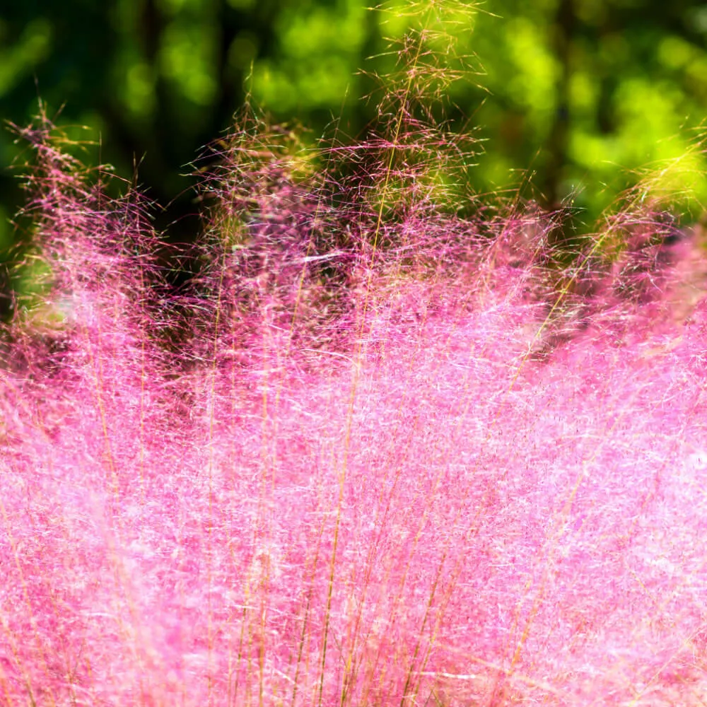 Regal Mist Pink Muhly Grass