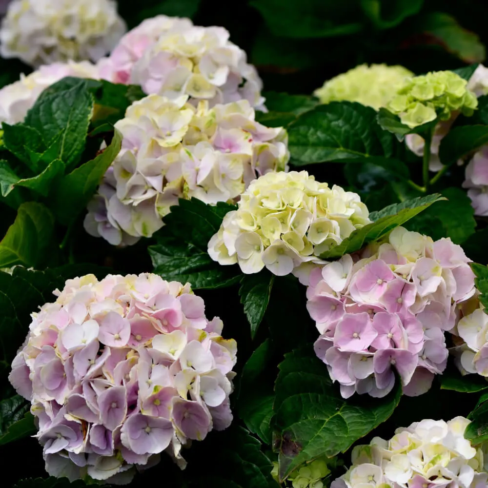 Seaside Serenade Barharbor Hydrangea
