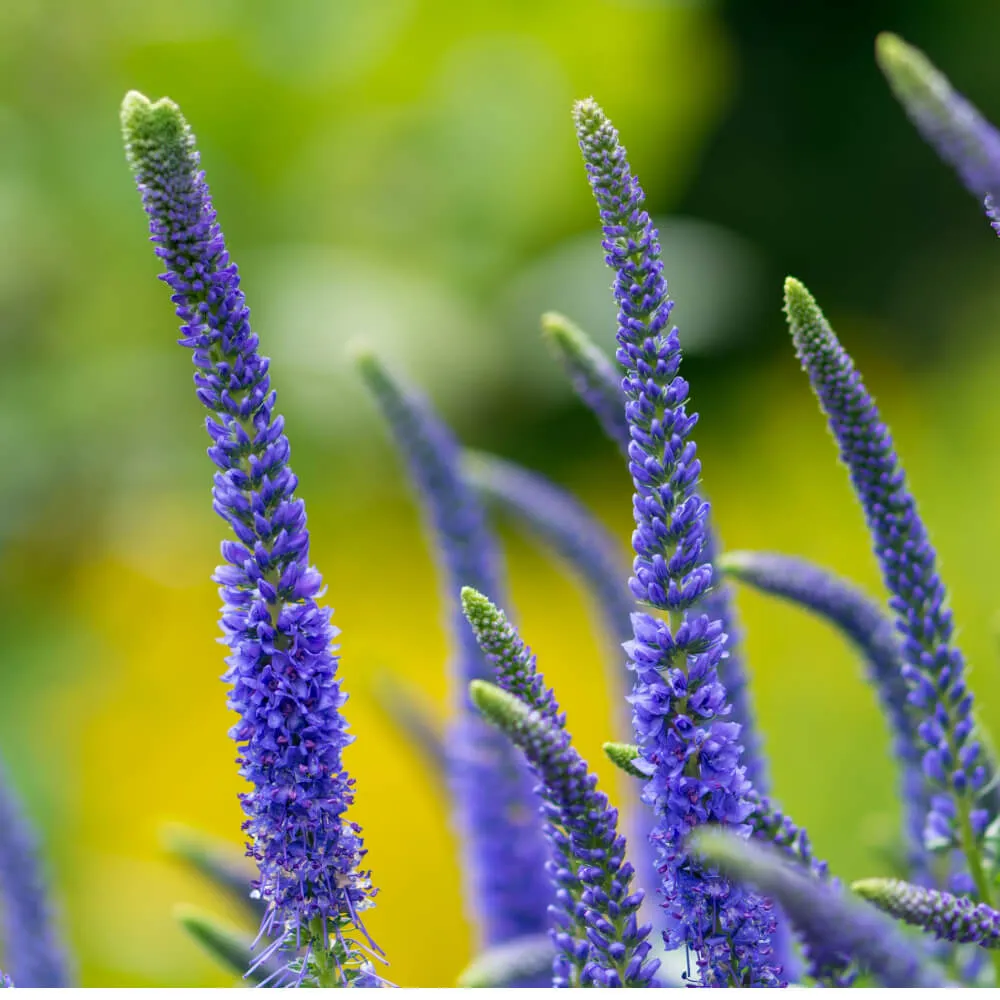 Sunny Border Blue Veronica ‘Spiked Speedwell’