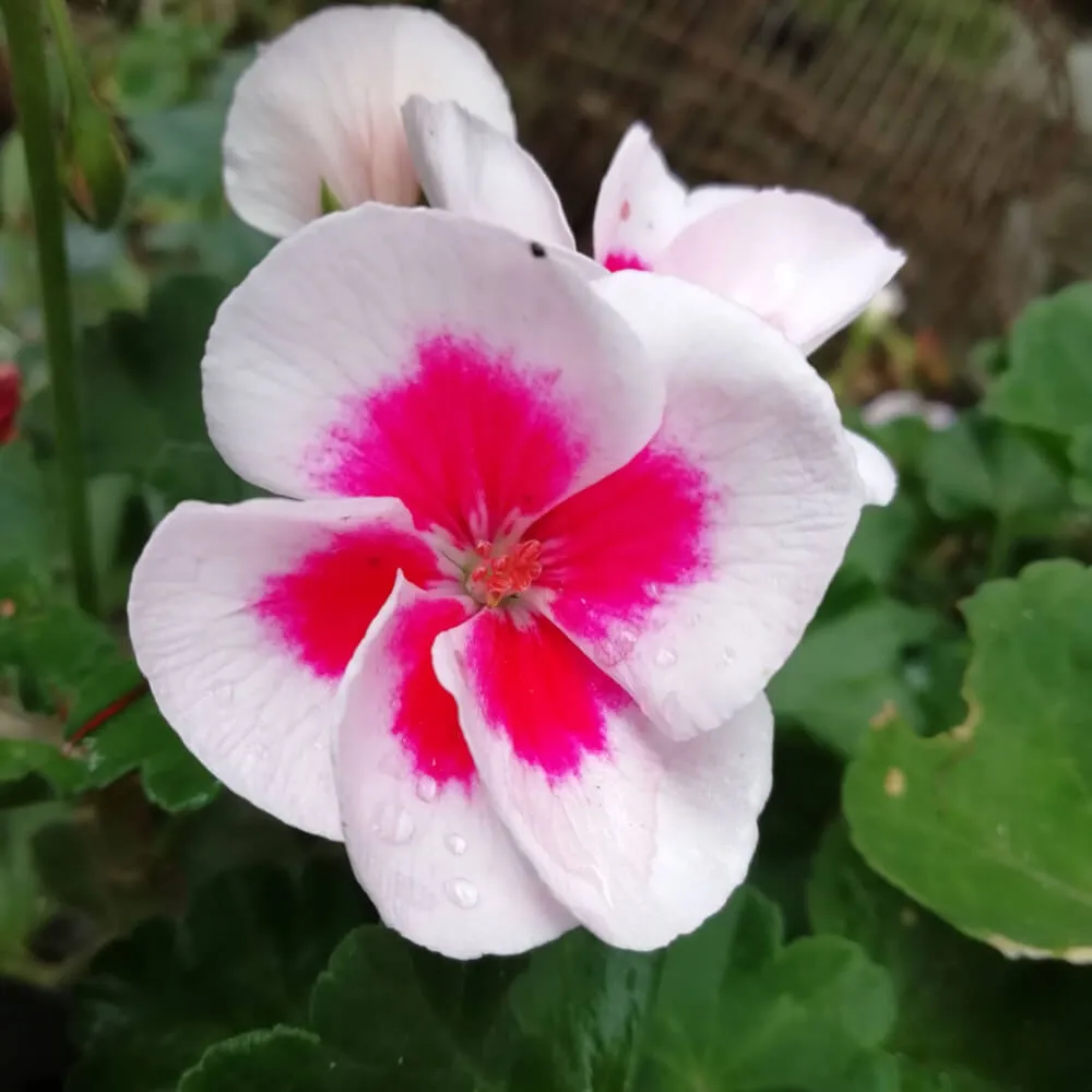 Americana White Splash ‘Fantasia Zonal Geranium’