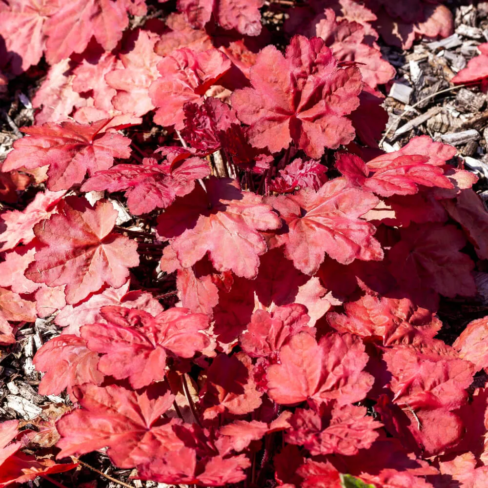 Autumn Leaves Heuchera