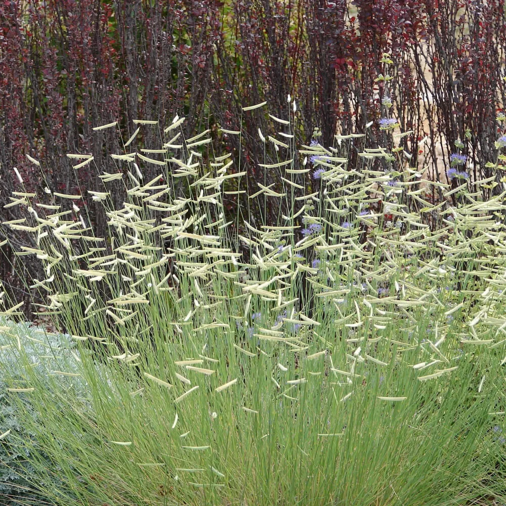 blue_grama_grass_bouteloua_gracilisplant_plant_by_number