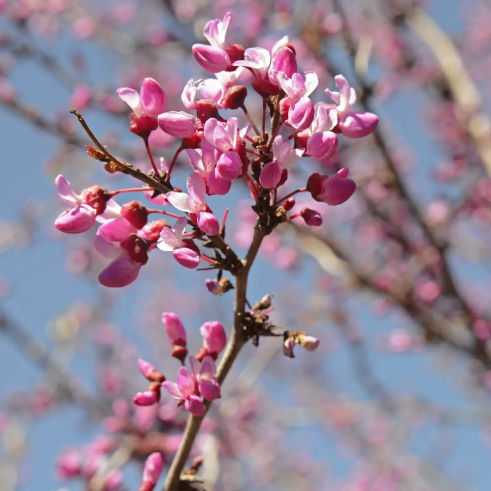Claremont Western Redbud