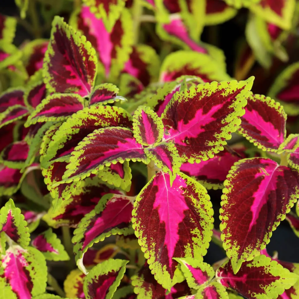 ColorBlaze Dipt in Wine ‘Flamethrower Coleus’