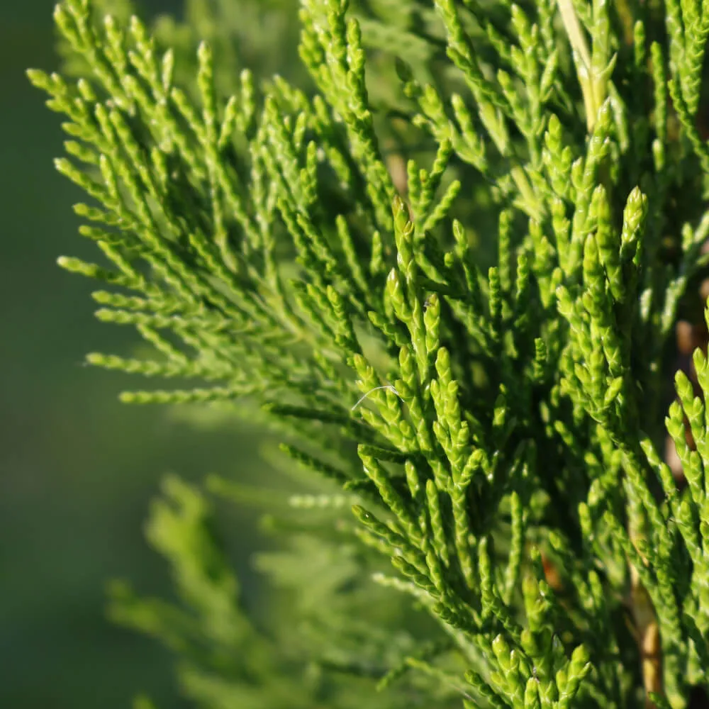 Limeade Spartan Juniper
