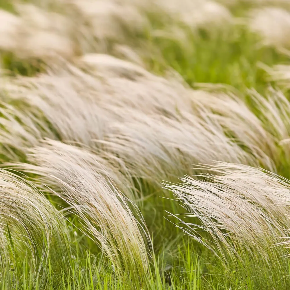 Mexican Feather Grass ‘Ponytails’