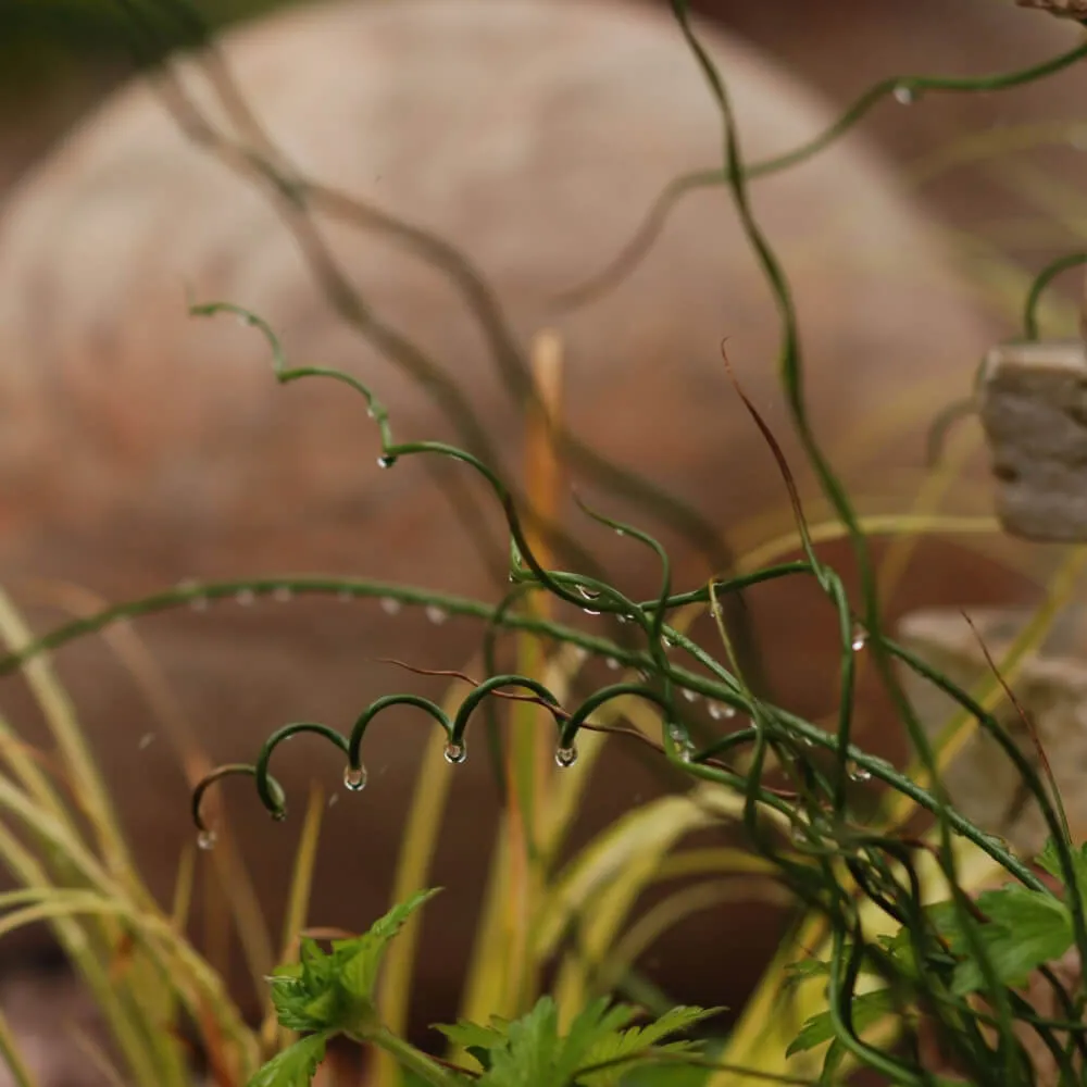 ornamental_grasses_spiralis_juncus_corkscrew_rush_grass_juncus_effusus_spiralis_plant_by_number