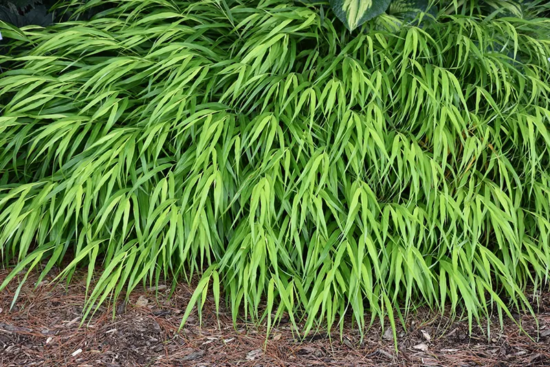 all_gold_japanese_forest_grass_hakonechloa_macra_all_gold_plant_by_number