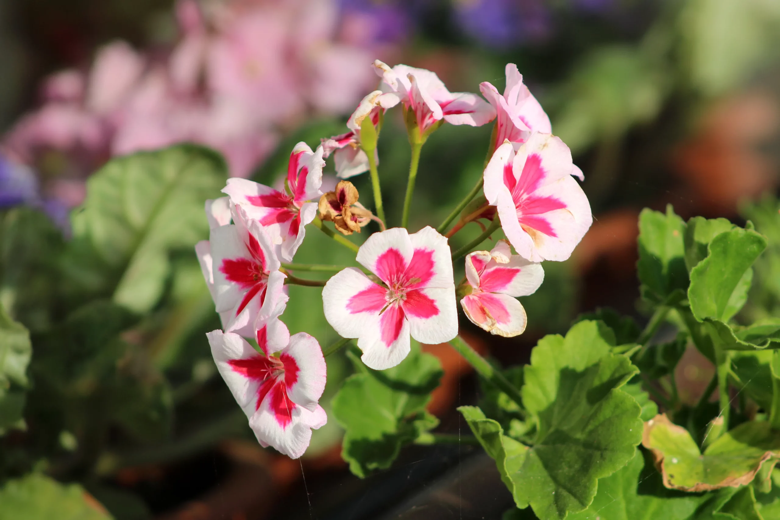 white_flowers_americana_white_splash_zonal_geranium_fantasia_zonal_geranium_pelargonium_×_hortorum_americana_white_splash_plant_by_number