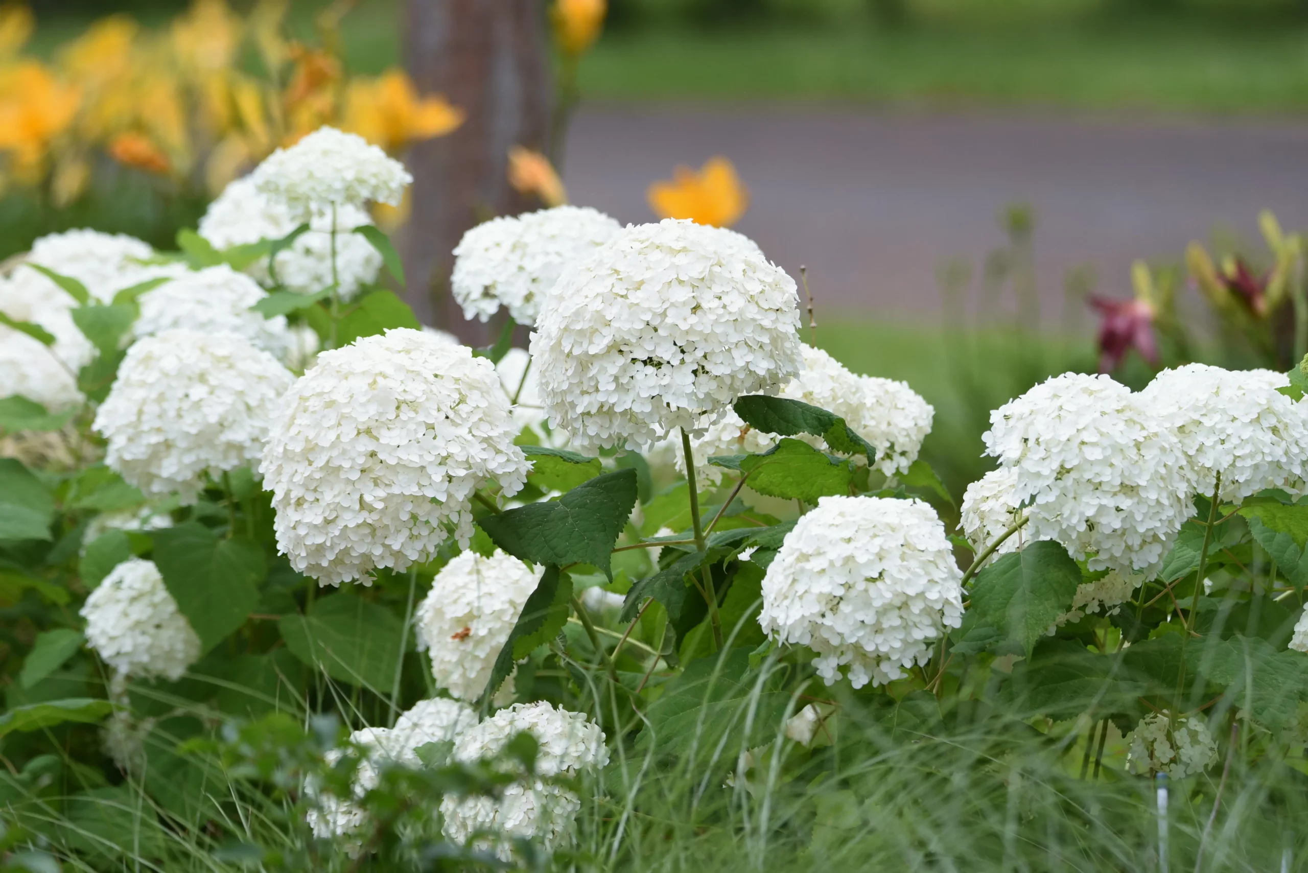 white_hydrangeas_annabelle_hydrangea_hydrangea_arborescens_annabelle_plant_by_number