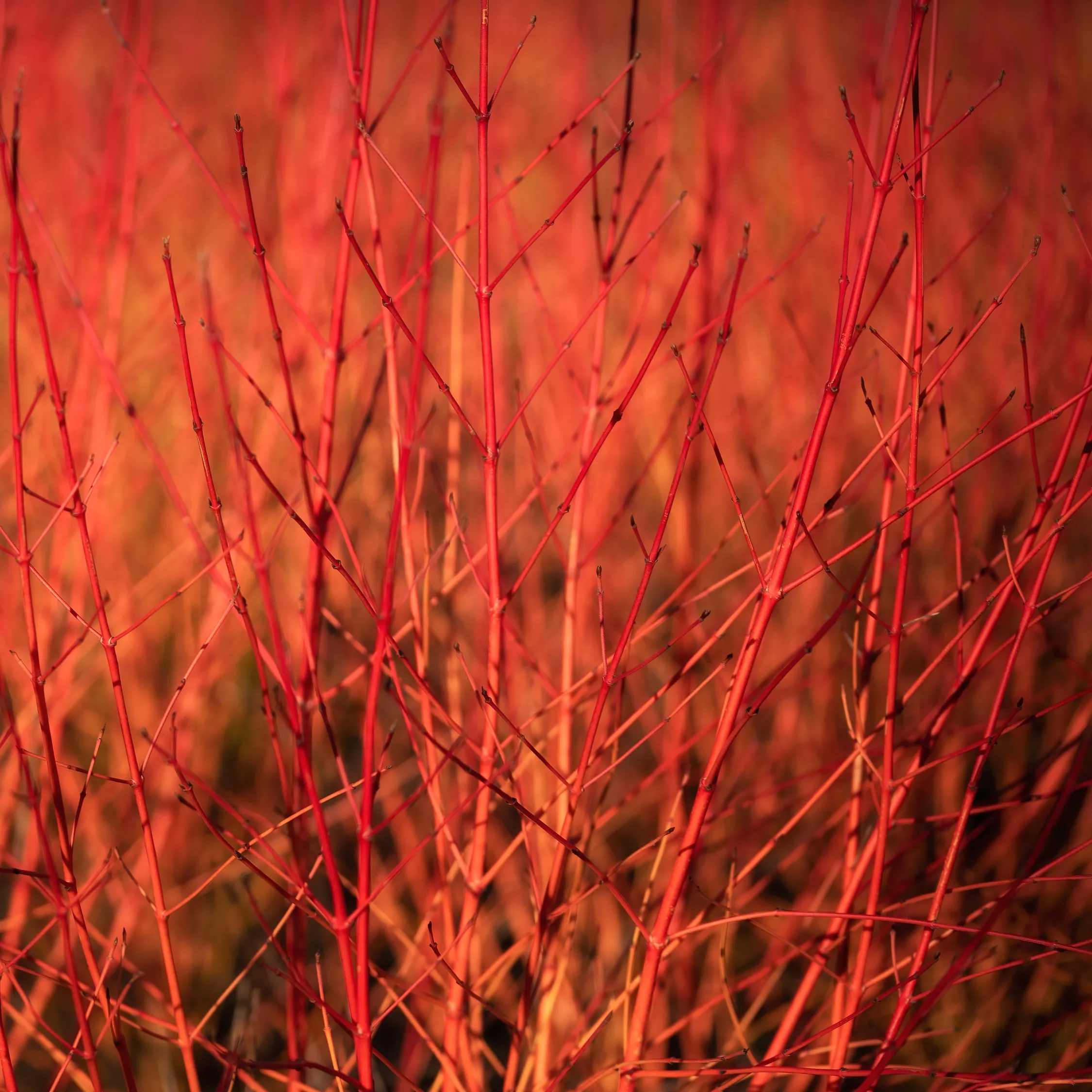 orange_trees_arctic_sun_dogwood_cornus_sanguinea_cato_plant_by_number