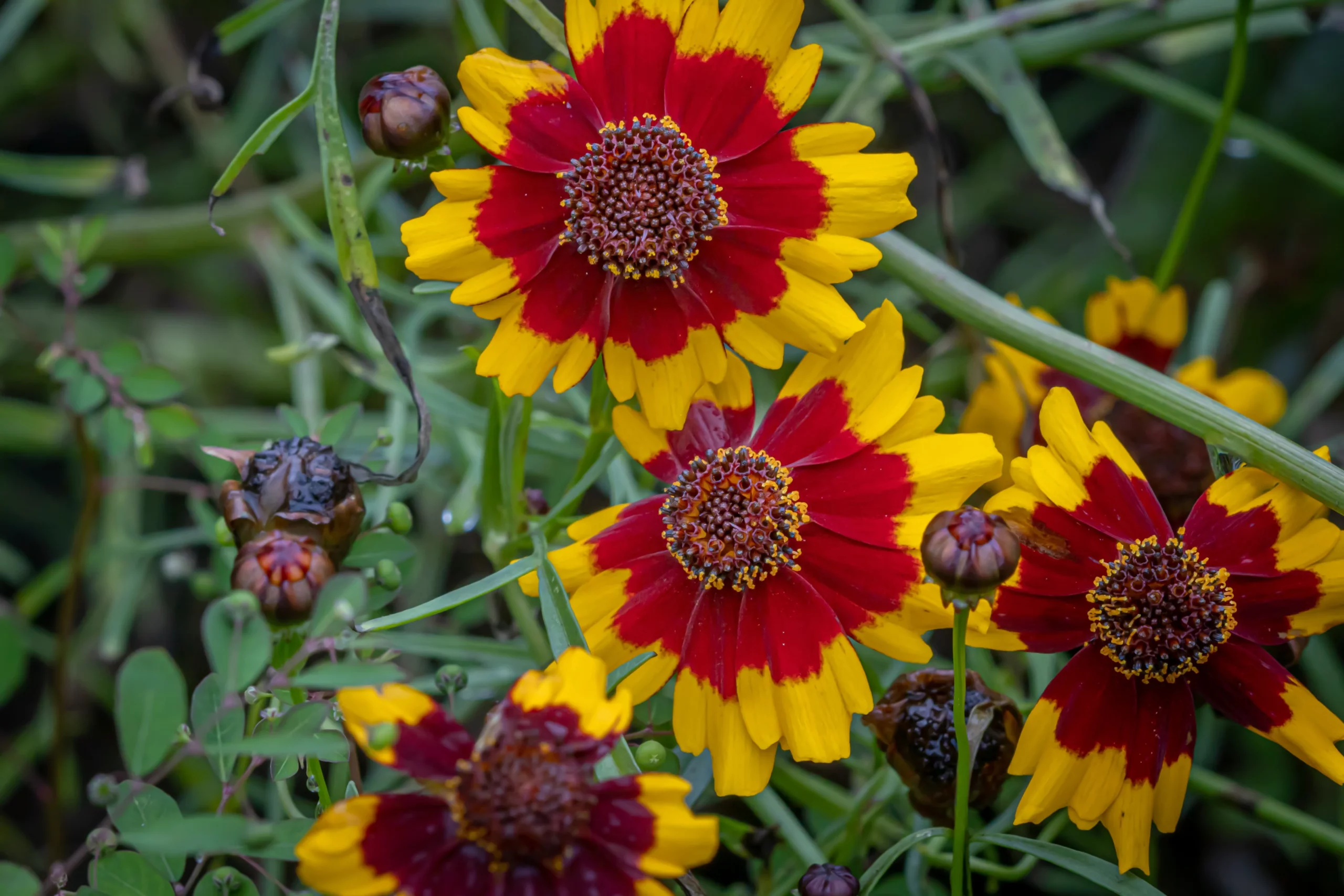 Big Bang Mercury Rising Coreopsis