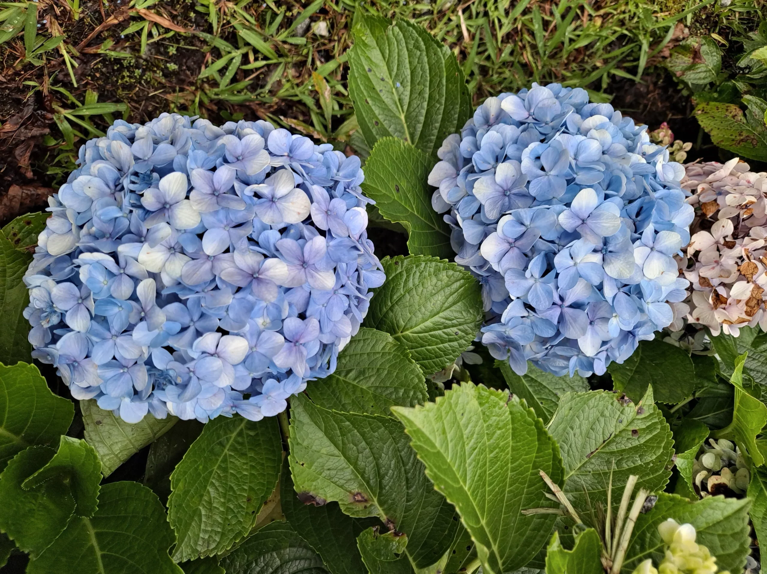 blue_hydrangeas_blue_heaven_hydrangea_hydrangea_macrophylla_blue_heaven_plant_by_number