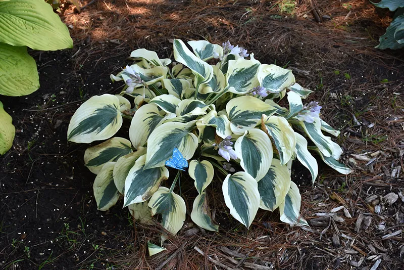 blue_flowers_blue_ivory_hosta_hosta_blue_ivory_plant_by_number