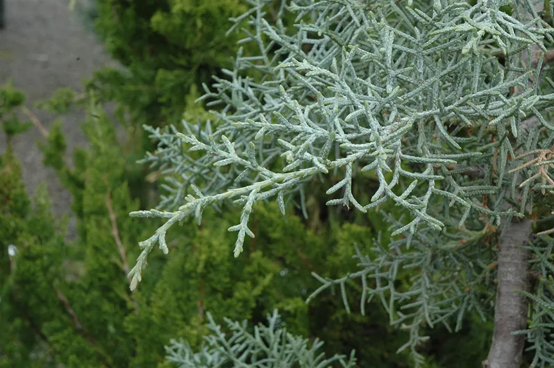 Blue Pyramid Arizona Cypress