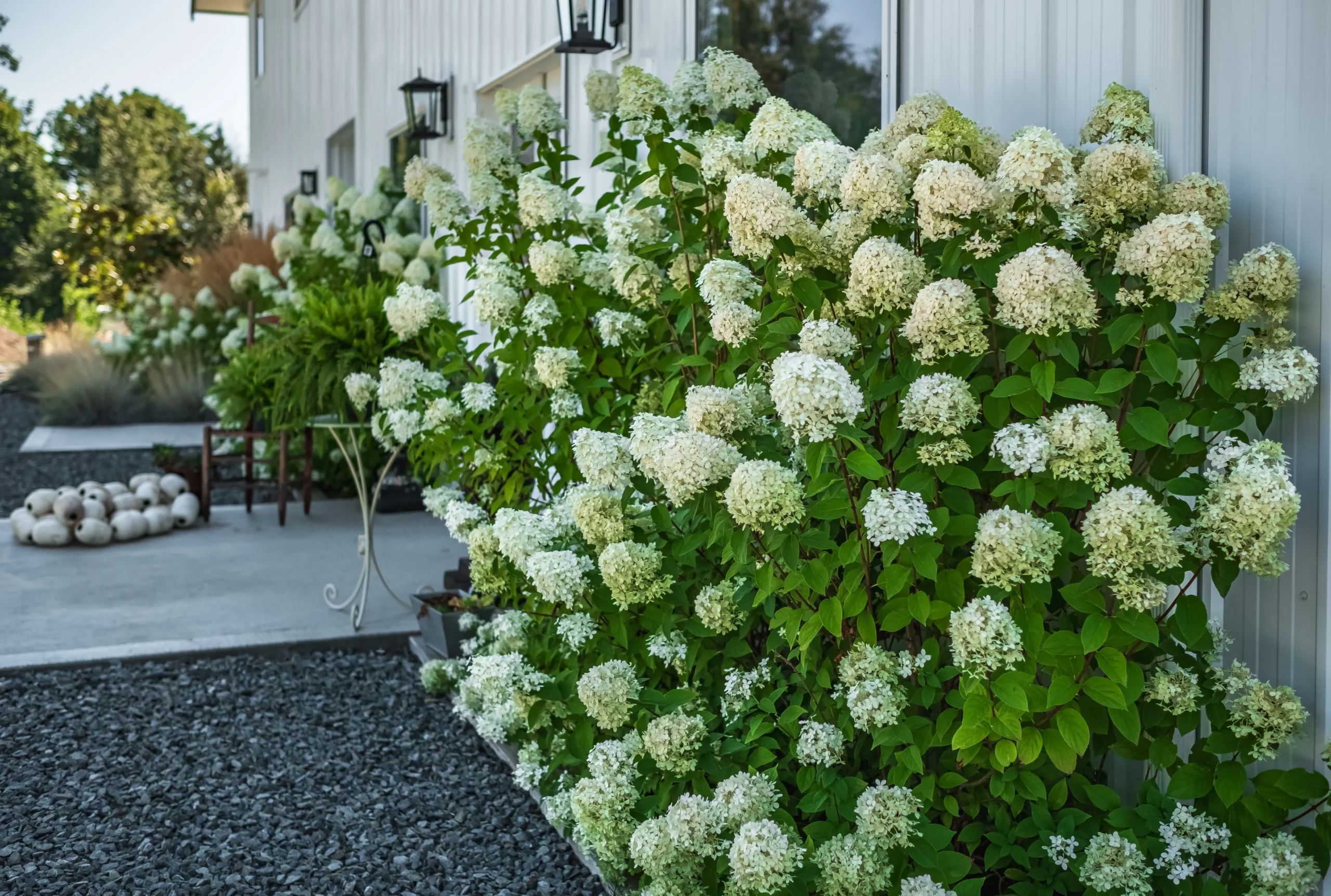 white_hydrangeas_bobo_hydrangea_hydrangea_paniculata_bobo_plant_by_number