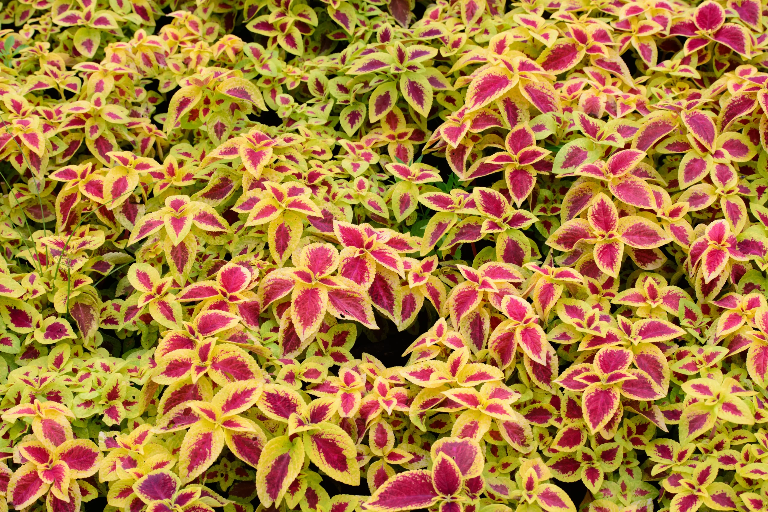 purple_flowers_colorblaze_dipt_in_wine_coleus_flamethrower_coleus_solenostemon_scutellarioides_colorblaze_dipt_in_wine_plant_by_number