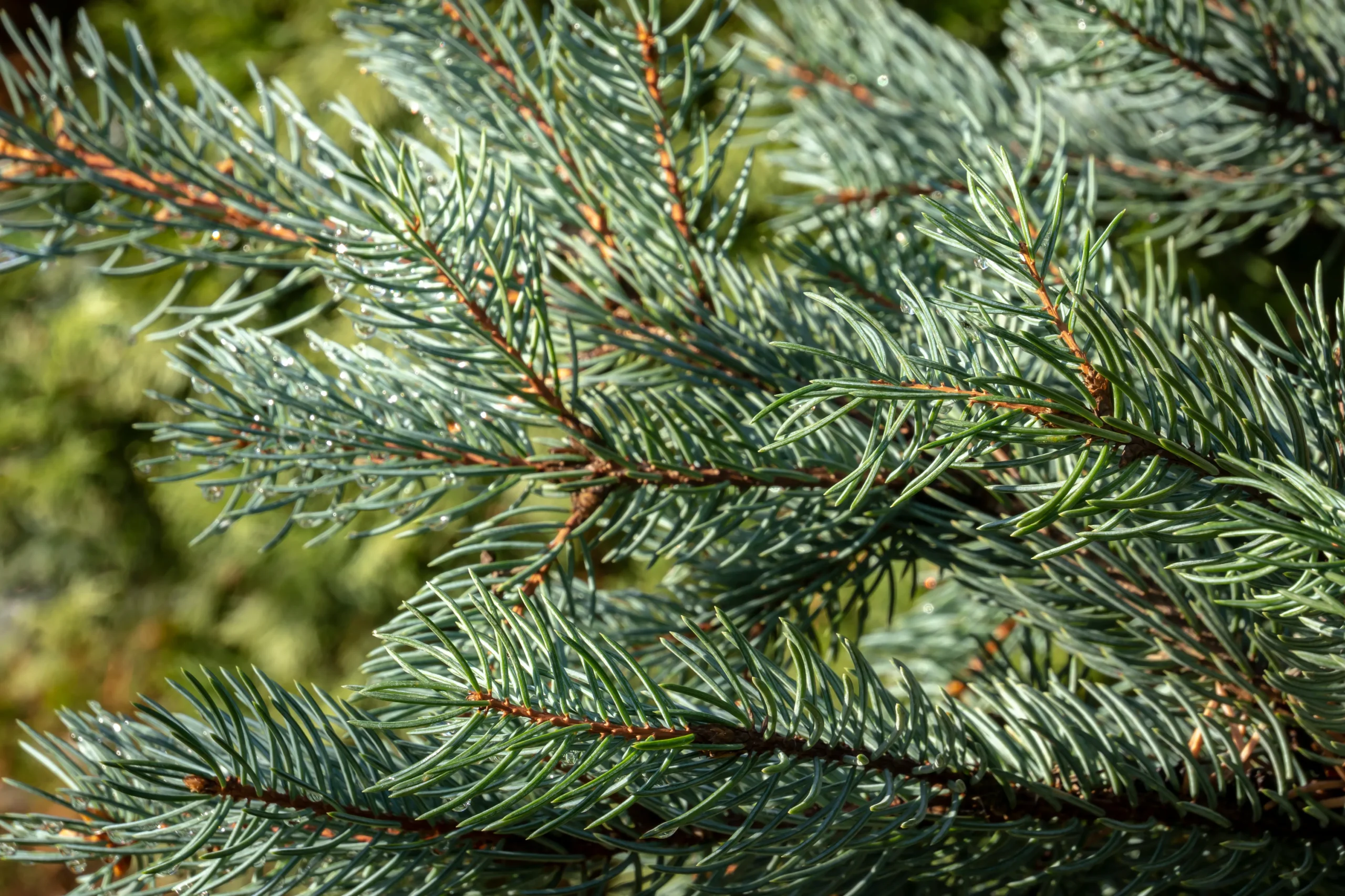 Columnar Blue Spruce