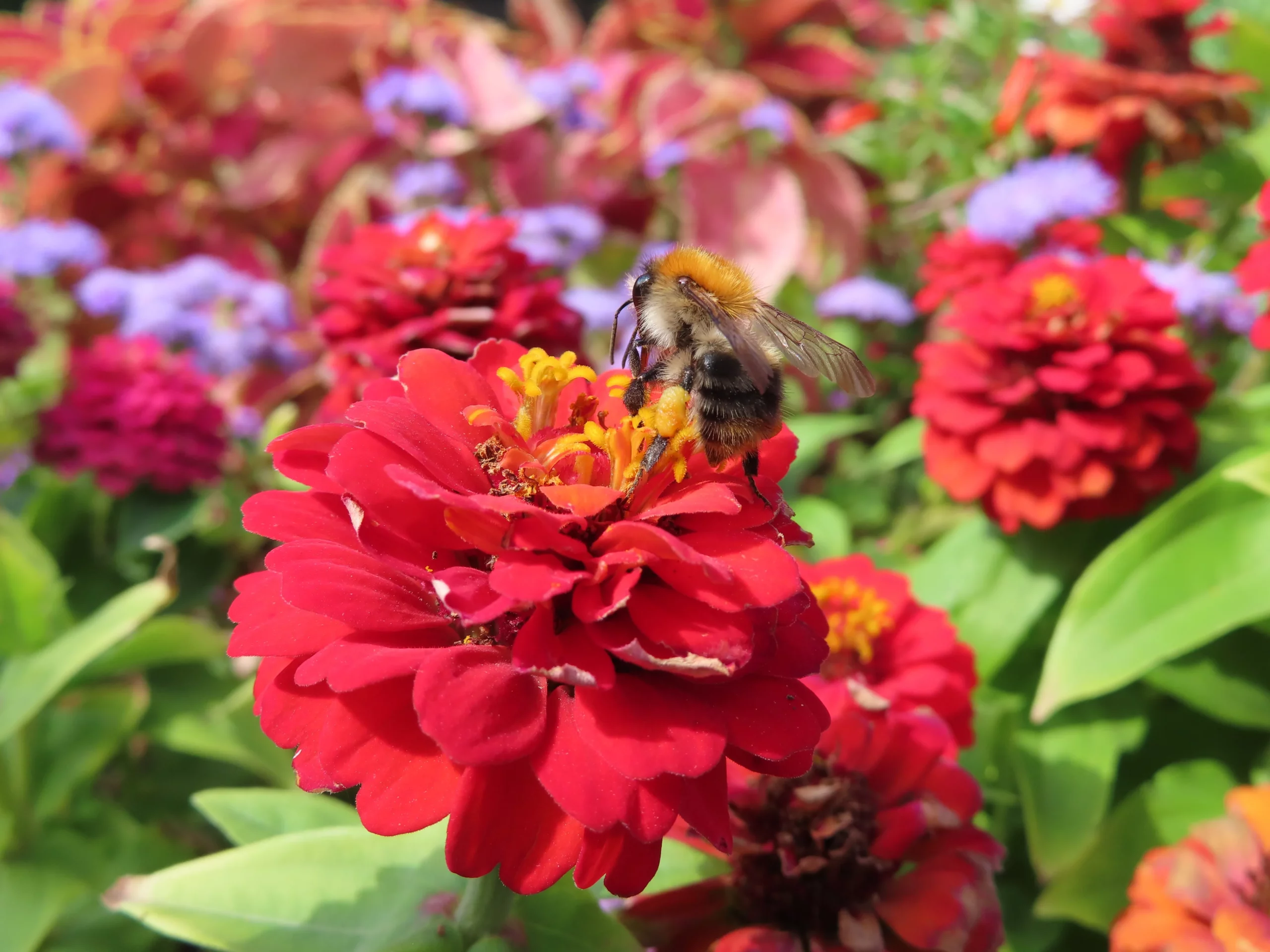 pink_flowers_dahlietta_patty_dahlia_dahlia_dahlietta_patty_plant_by_number