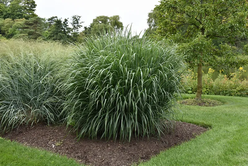 decorative_grasses_dallas_blues_switchgrass_panicum_virgatum_dallas_blues_plant_by_number