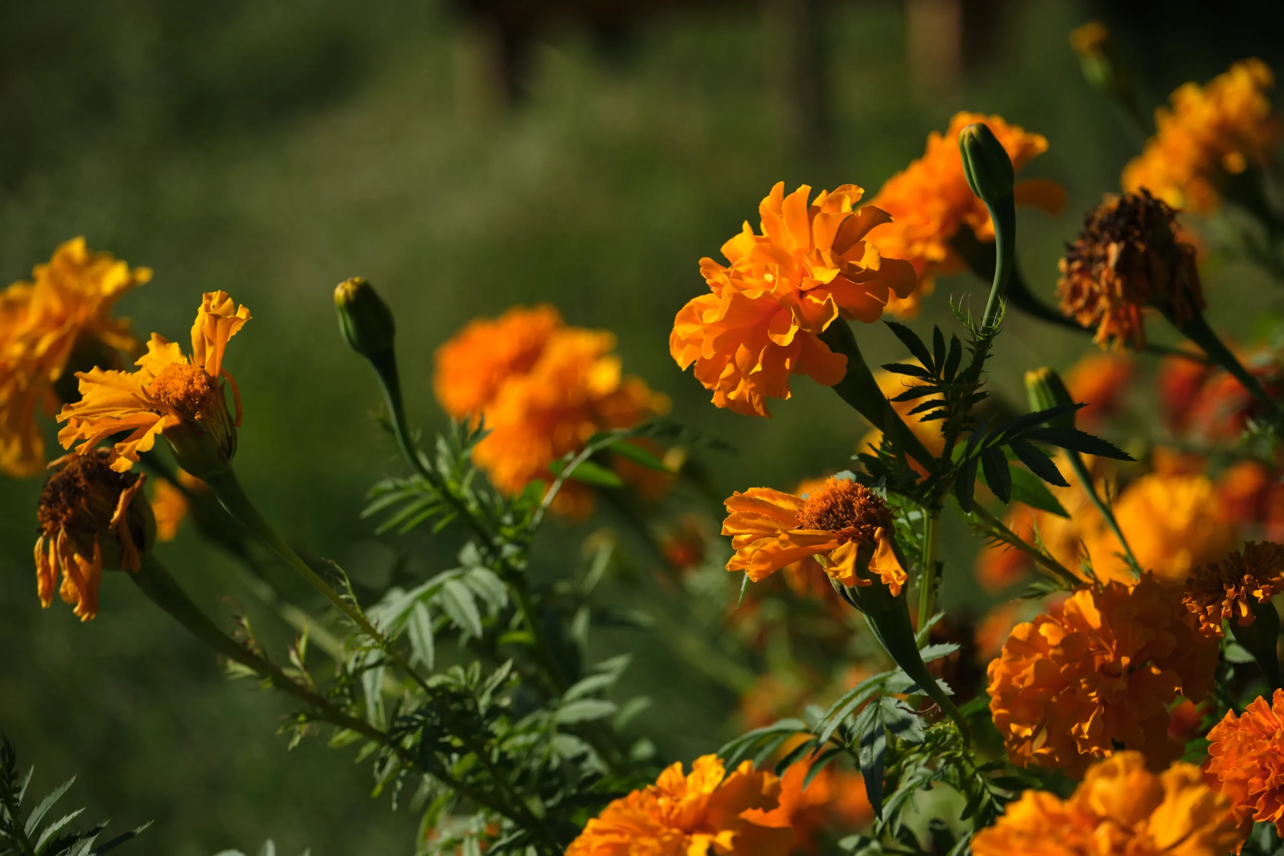 orange_flowers_deep_orange_marigold_tagetes_erecta_plant_by_number
