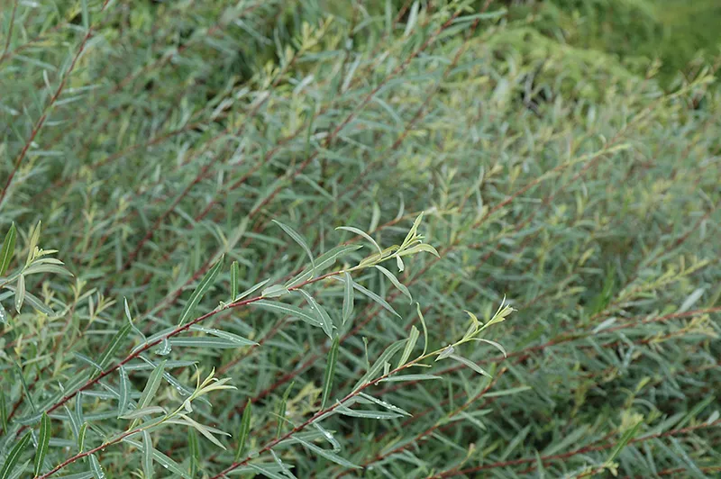 Dwarf Blue Leaf Arctic Willow