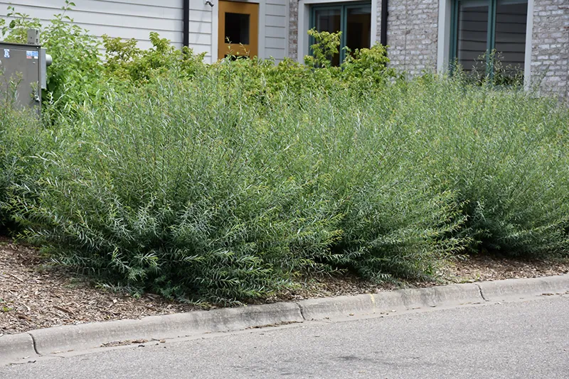 purple_shrubs_dwarf_blue_leaf_arctic_willow_salix_purpurea_nana_plant_by_number