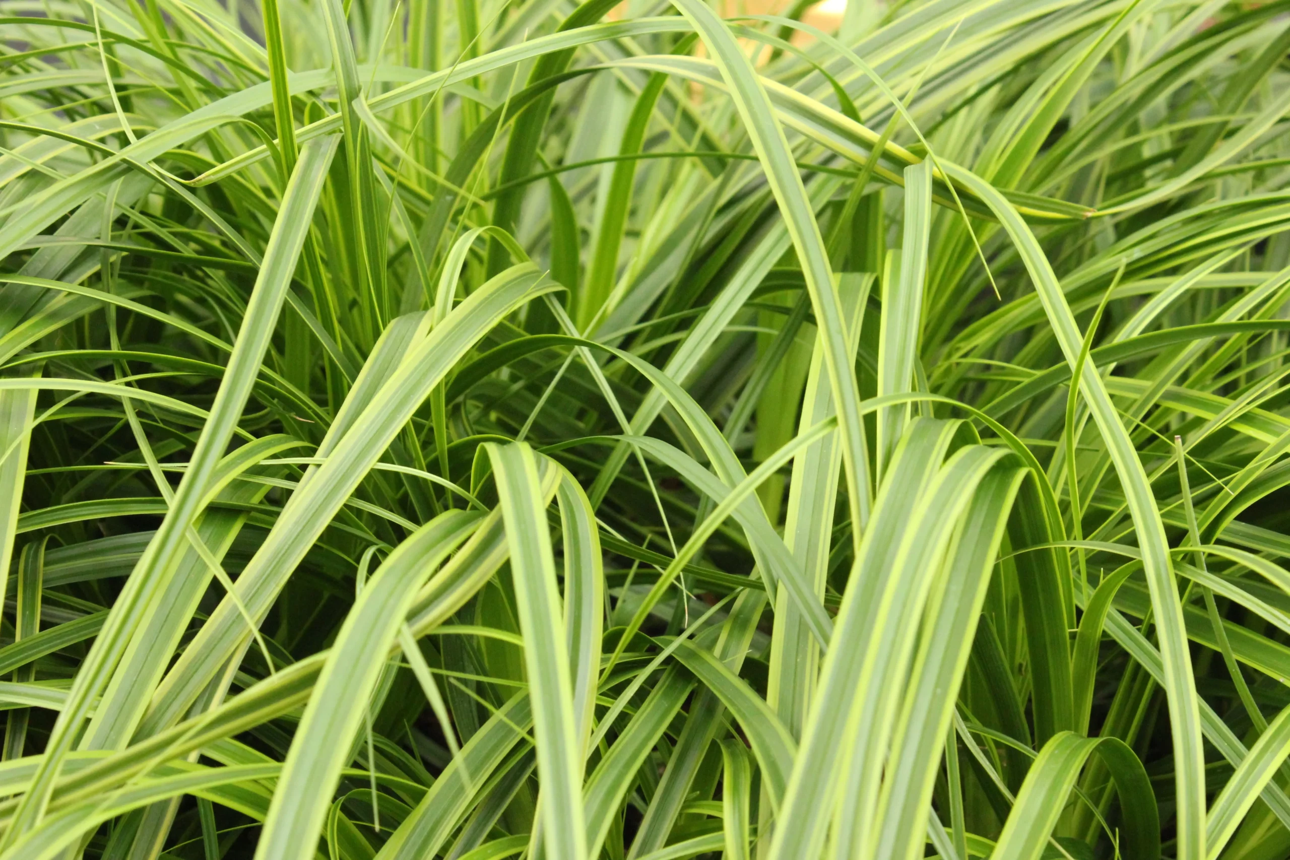 EverColor ‘Everglow’ Sedge