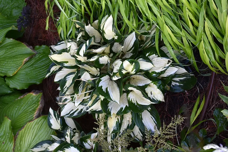 purple_flowers_fire_and_ice_hosta_hosta_fire_and_ice_plant_by_number