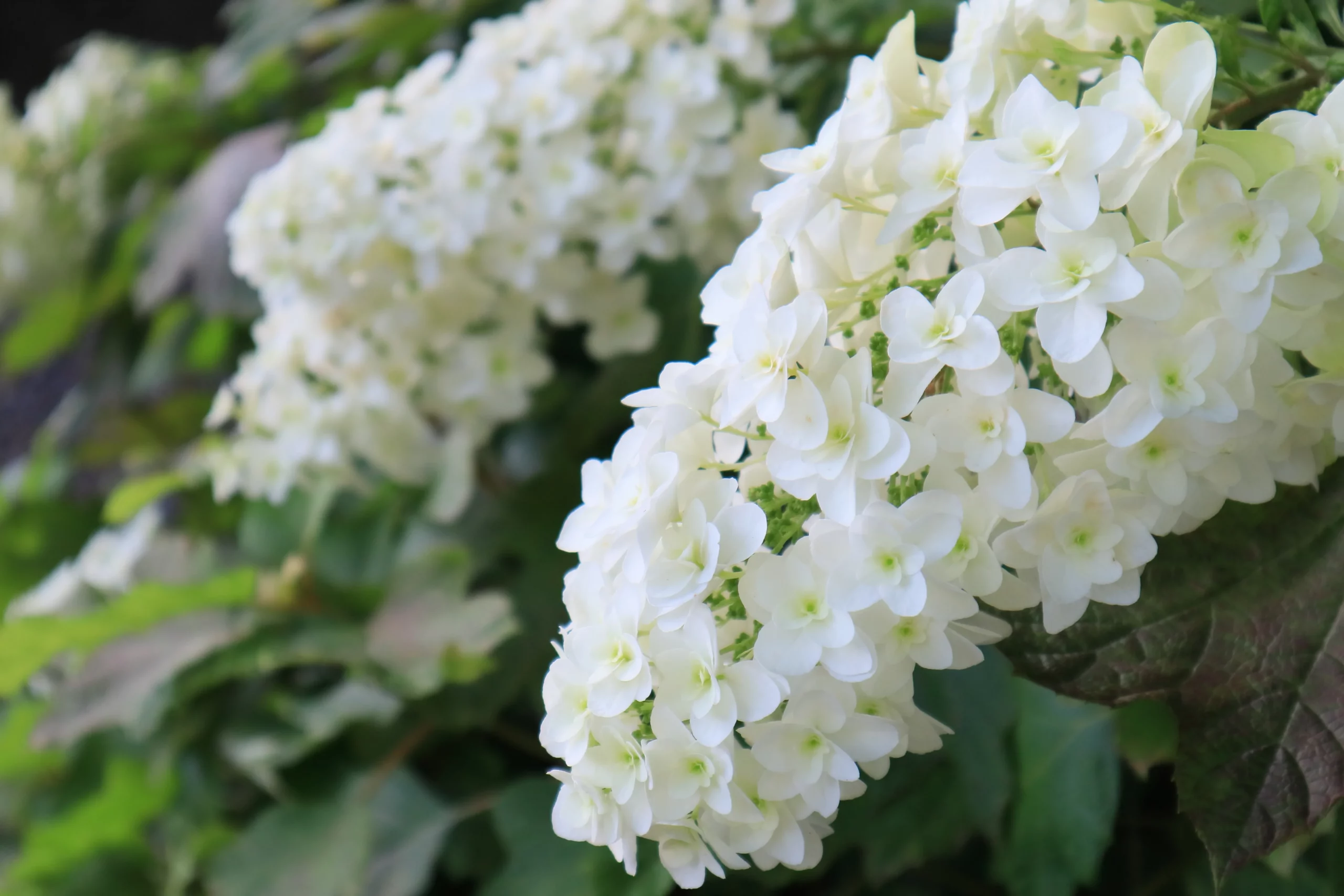 white_hydrangeas_gatsby_star_hydrangea_hydrangea_quercifolia_gatsby_star_plant_by_number