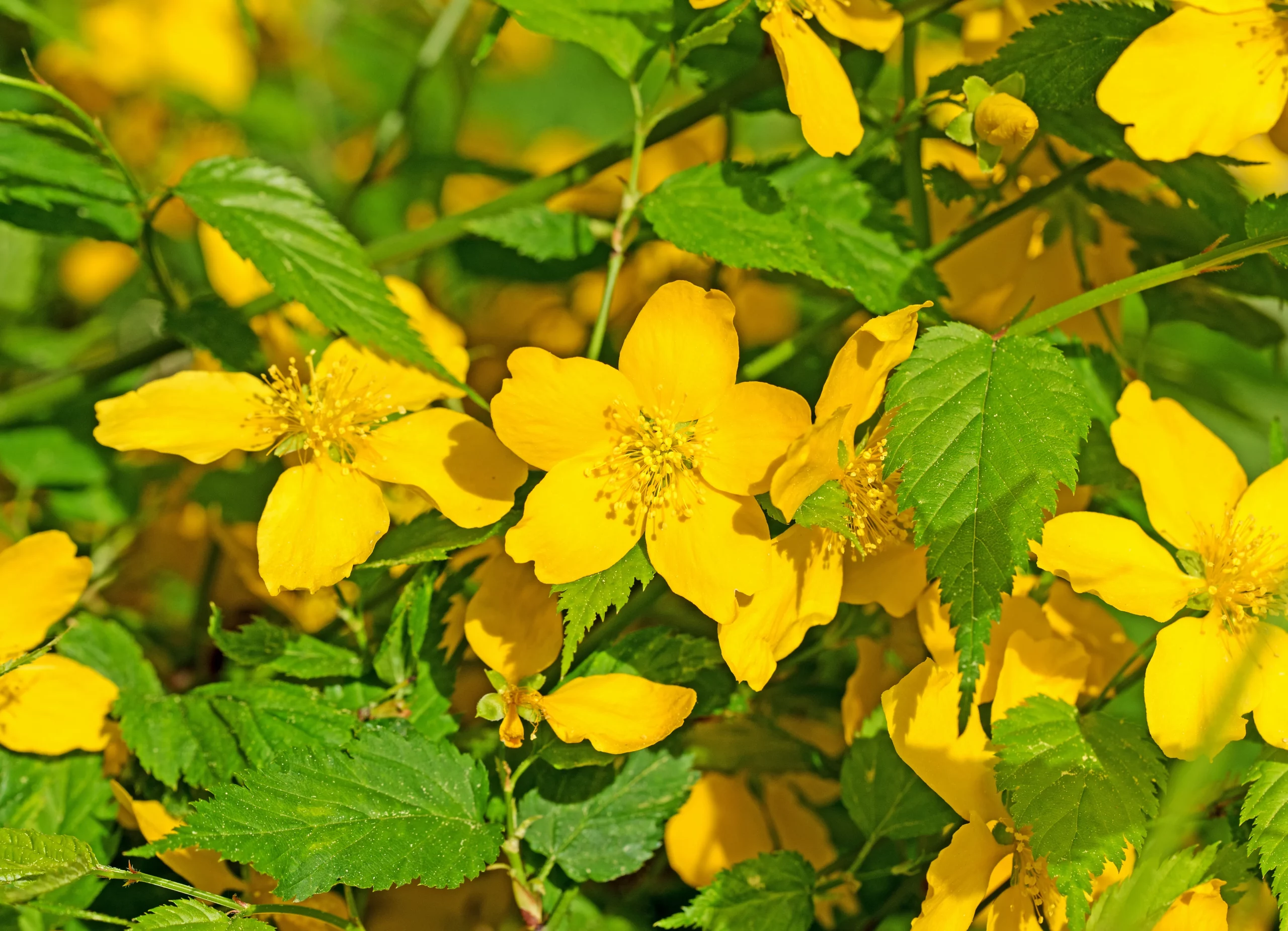 yellow_shrubs_gold_guinea_japanese_kerria_kerria_japonica _gold_guinea_plant_by_number