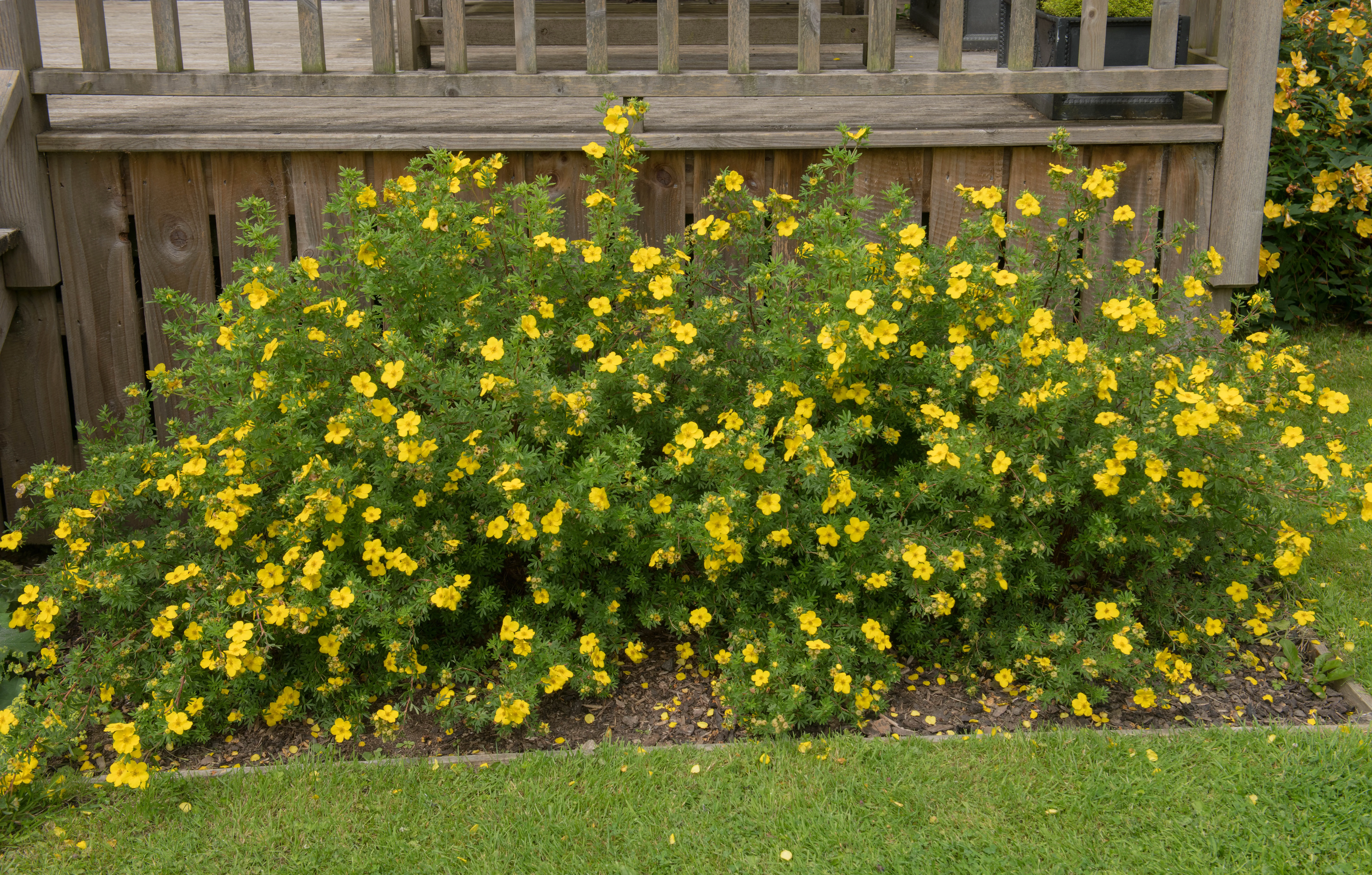 yellow_shrubs_goldfinger_potentilla_potentilla_fruticosa_goldfinger_plant_by_number