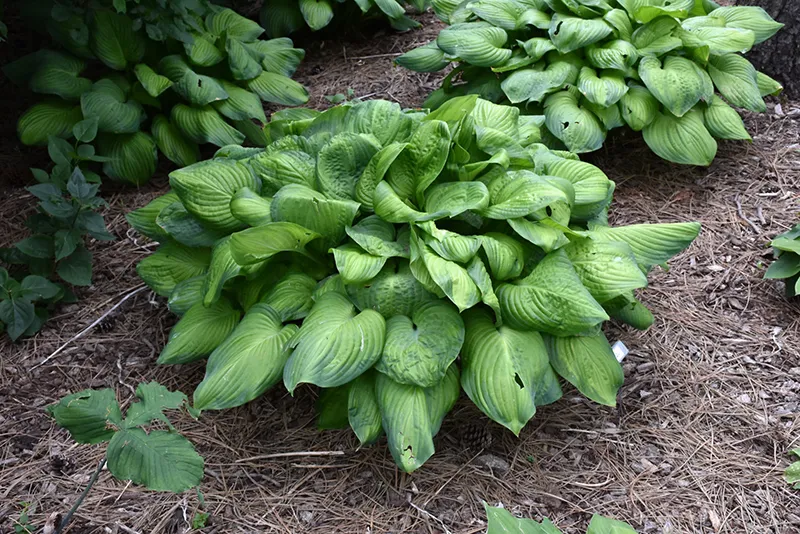 purple_flowers_guacamole_hosta_hoosta_guacamole_plant_by_number