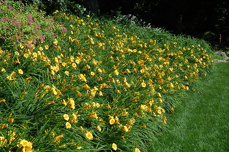 yellow_flowers_happy_returns_daylily_hemerocallis_happy_returns_plant_by_number