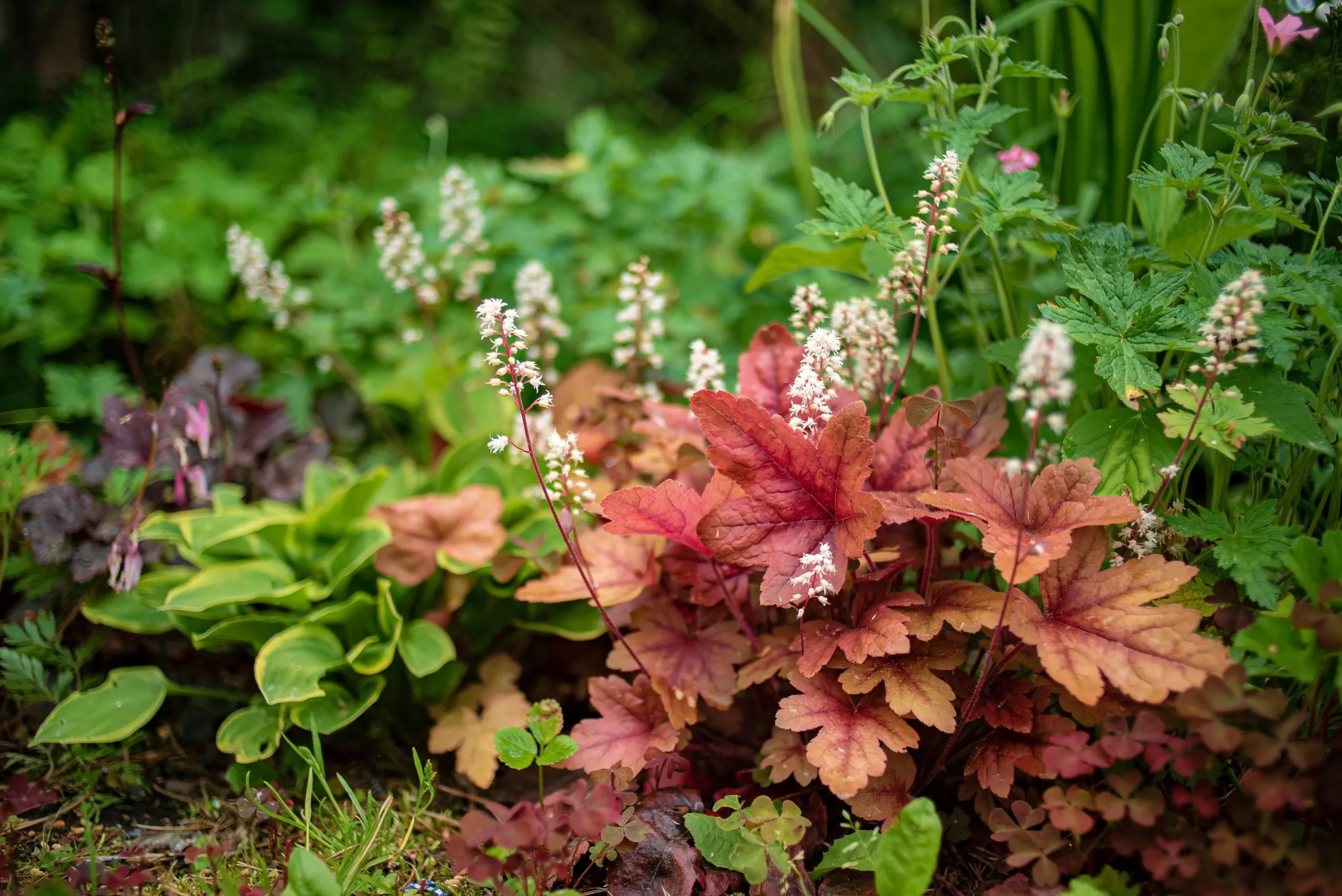 astilbe_autumn_leaves_heuchera _heuchera_autumn_leaves_plant_by_number