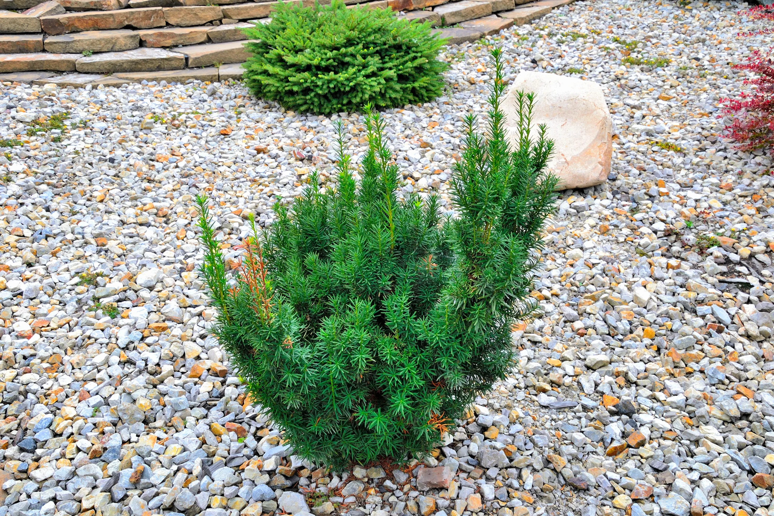 red_shrubs_hicks_yew_taxus_x_media_hicksii_plant_by_number