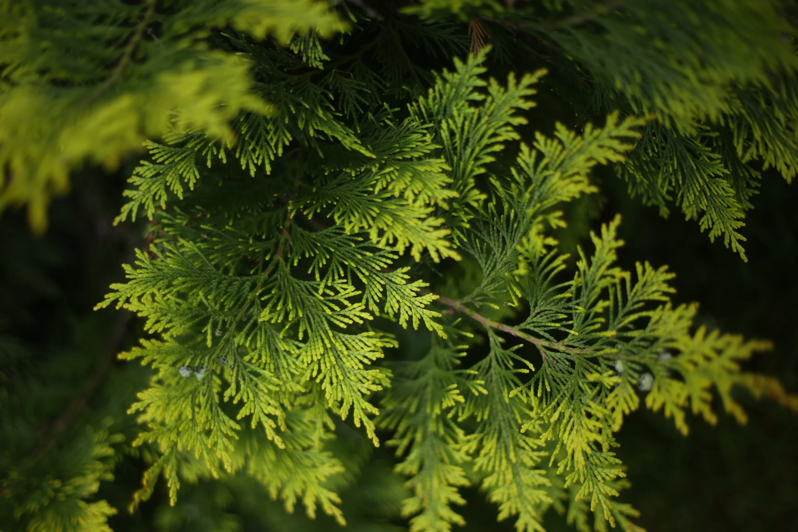 Idyllwild Juniper