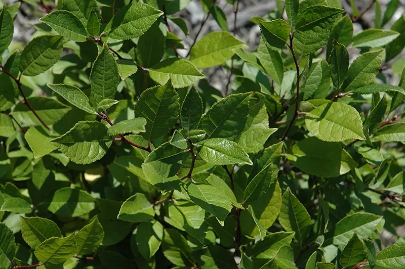 red_shrubs_jim_dandy_holly_Ilex_verticillata_jim_dandy_plant_by_number