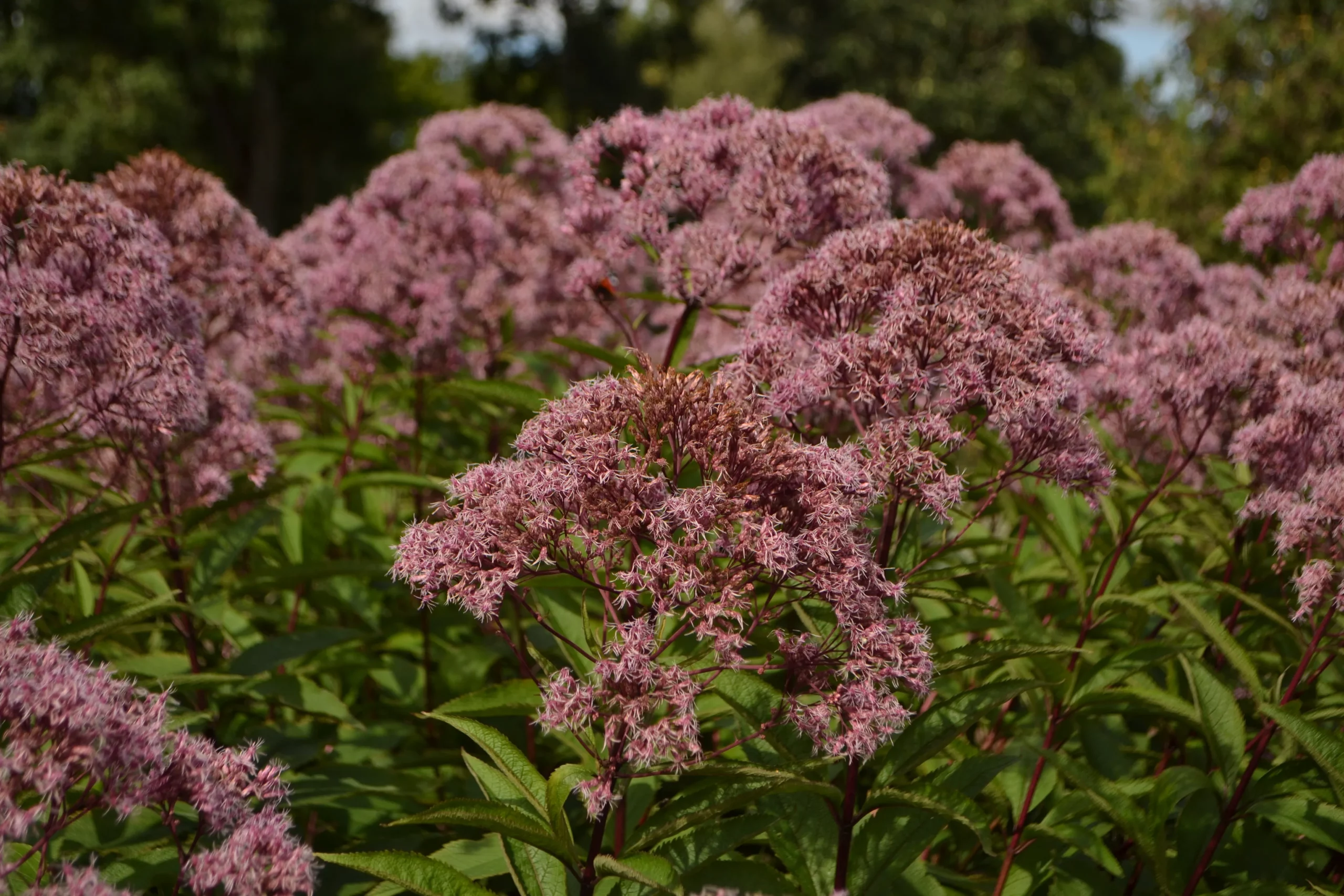 Joe Pye Weed