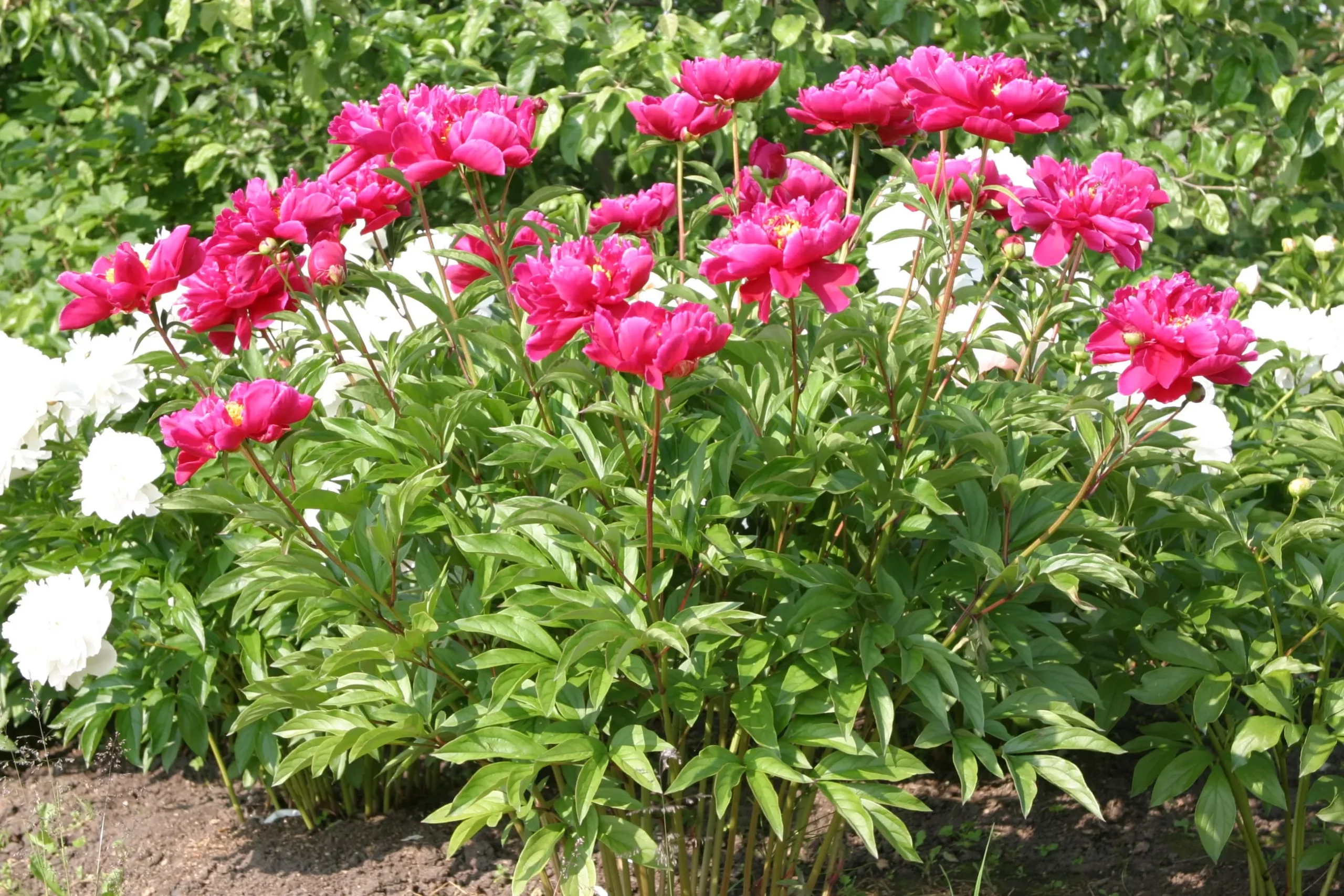 purple_flowers_karl_rosenfield_peony_paeonia_karl_rosenfield_plant_by_number