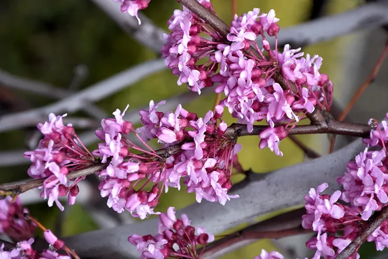 Lavender Twist® Weeping Redbud Tree