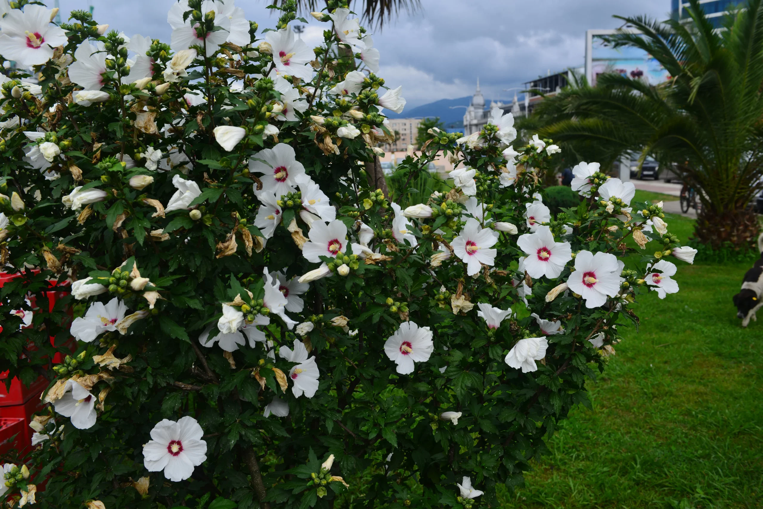 pink_shrubs_lil_kim_rose_of_sharon_hibiscus_syriacus_lil_kim_plant_by_number