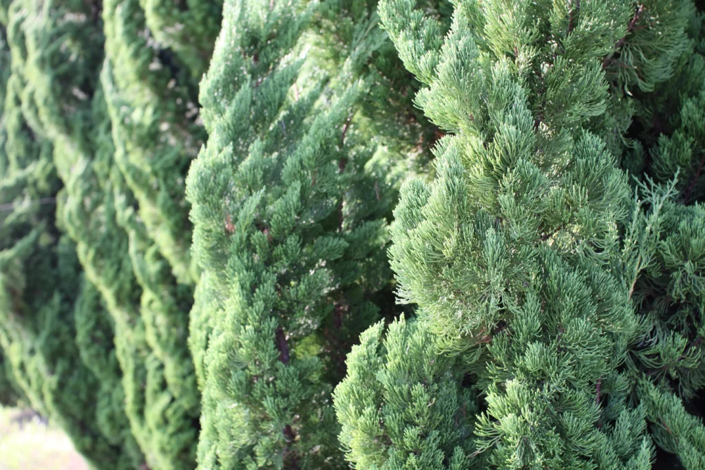 evergreen_shrubs_limeade_spartan_juniper_juniperus_chinensis_limeade_spartan_plant_by_number